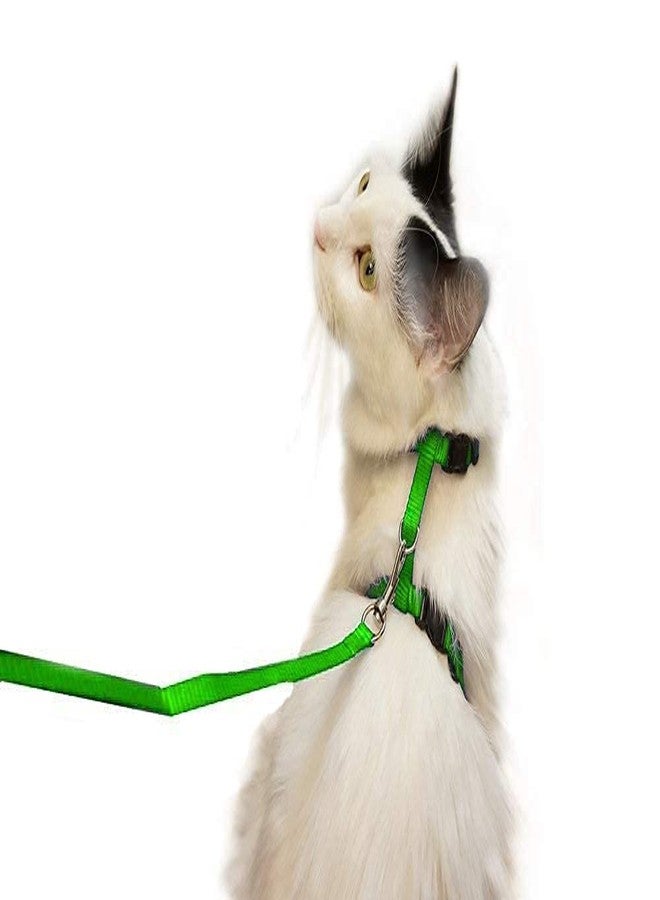 D&C PAWS طقم حزام ومقود من النايلون للقطط والأرانب والقطط الصغيرة والحيوانات الأليفة الصغيرة من دي آند سي باوز، طوق/حزام تدريب للقطط والأرانب والقطط الصغيرة والحيوانات الأليفة الصغيرة (نايلون) - Image 3
